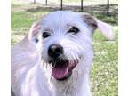 Adopt Gretchen a White - with Tan, Yellow or Fawn Westie