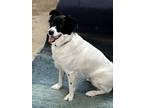 Adopt Tova a White - with Black Border Collie / Mixed dog in Oceanside