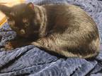 Adopt Chesley a All Black Tabby / Mixed (short coat) cat in Frisco