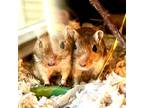 Adopt Two Bonded Boys a Brown or Chocolate Gerbil small animal in Cranston