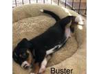 Adopt Buster a Tricolor (Tan/Brown & Black & White) Beagle / Labrador Retriever