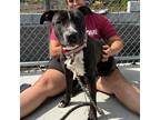 Adopt Saban a Black - with White Pit Bull Terrier / Mixed dog in Cranston