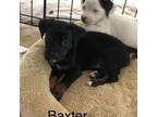 Adopt Baxter a Black - with Tan, Yellow or Fawn Beagle / Labrador Retriever /