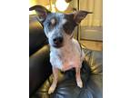 Adopt Angel a White - with Black Rat Terrier / Mixed dog in Saint Paul