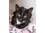 Adopt Rafiki a All Black Domestic Shorthair / Domestic Shorthair / Mixed cat in