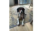 Adopt Jax / Jackson a White - with Brown or Chocolate Beagle / Mixed dog in