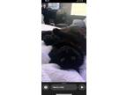 Adopt Louis a All Black Domestic Shorthair / Mixed (medium coat) cat in