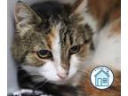 Adopt Rosalie a White Domestic Shorthair / Domestic Shorthair / Mixed cat in