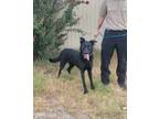 Adopt Zedward aka Zed a Black German Shepherd Dog / Mixed dog in Newcastle