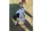 Adopt Biscuit a Tricolor (Tan/Brown & Black & White) Beagle / Labrador Retriever