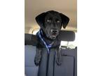 Adopt Bo a Black Labrador Retriever / Mixed dog in Osawatomie, KS (38928428)