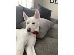 Adopt Moose a White Husky / Australian Cattle Dog / Mixed dog in Muscatine