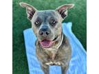 Adopt Ace a Brindle Pit Bull Terrier / Mixed dog in Hawthorne, CA (38928334)
