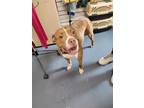 Adopt Zola a Brown/Chocolate - with White Pit Bull Terrier dog in Linton
