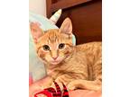 Adopt Jethro a Orange or Red (Mostly) Domestic Shorthair (short coat) cat in