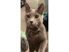 Adopt Loki a Gray or Blue Russian Blue / Mixed (medium coat) cat in Roseville