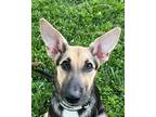 Adopt Barbara a Tricolor (Tan/Brown & Black & White) German Shepherd Dog / Mixed