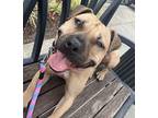 Adopt Addie a Tan/Yellow/Fawn Black Mouth Cur / American Staffordshire Terrier /