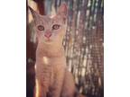 Adopt Cougar a Tan or Fawn Domestic Shorthair (short coat) cat in Carmichael