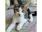 Adopt Francisco a Tan or Fawn Tabby Domestic Shorthair (short coat) cat in SANTA