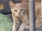 Adopt Cubby a Tan or Fawn Domestic Shorthair (short coat) cat in Carmichael