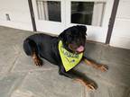 Adopt Rocky a Black - with Tan, Yellow or Fawn Rottweiler / Mixed dog in Encino