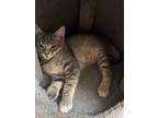 Adopt Salsa a Gray, Blue or Silver Tabby Domestic Shorthair (short coat) cat in