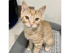 Adopt Mila a Orange or Red Domestic Shorthair / Mixed cat in Albert Lea
