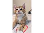 Adopt Josiah a Orange or Red Domestic Shorthair (short coat) cat in Byron