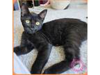 Adopt Joaquin a Black (Mostly) Domestic Shorthair (short coat) cat in SANTA ANA