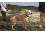 Adopt Nash a Tan/Yellow/Fawn Golden Retriever / Mixed dog in Egg Harbor