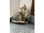 Adopt Taco a Gray, Blue or Silver Tabby Domestic Shorthair (short coat) cat in