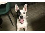 Adopt Moe a Black - with White Labrador Retriever / Pit Bull Terrier / Mixed dog