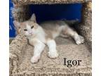 Adopt Igor a Tan or Fawn Domestic Shorthair / Domestic Shorthair / Mixed cat in