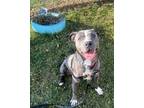 Adopt Sailor a Gray/Blue/Silver/Salt & Pepper Mixed Breed (Large) / Mixed dog in