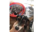 Adopt Trixie a Tricolor (Tan/Brown & Black & White) Beagle / Dachshund / Mixed
