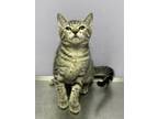 Adopt Trini a Gray or Blue Domestic Shorthair / Domestic Shorthair / Mixed cat