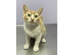 Adopt Jackson a Orange or Red Domestic Shorthair / Domestic Shorthair / Mixed
