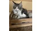 Adopt Fluff a Spotted Tabby/Leopard Spotted Domestic Longhair / Mixed cat in