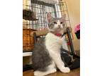 Adopt Leilani a Spotted Tabby/Leopard Spotted Domestic Shorthair / Mixed cat in