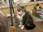 Adopt Maui a Spotted Tabby/Leopard Spotted Domestic Longhair / Mixed cat in