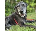 Adopt Brody a Black Labrador Retriever / Mixed dog in Lynchburg, VA (38927564)