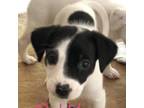 Adopt Bubbles a White - with Black Beagle / Labrador Retriever / Mixed dog in