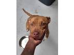 Adopt Callie a Tan/Yellow/Fawn - with White American Pit Bull Terrier / American