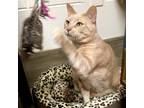 Adopt Scotch a Tan or Fawn Tabby Domestic Shorthair / Mixed cat in Lakeland