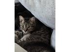 Adopt Barry B BabyGirl a Gray, Blue or Silver Tabby American Shorthair / Mixed