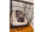 Adopt Dell a Gray or Blue Domestic Shorthair / Mixed (short coat) cat in