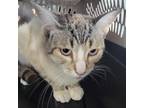 Adopt Philly a White Domestic Shorthair / Mixed cat in Spanish Fork