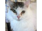 Adopt Mother Bhear a White Domestic Mediumhair / Mixed cat in Spanish Fork