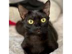 Adopt Butterworth a All Black Domestic Shorthair / Mixed cat in East Hampton